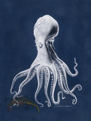 Octopus Blue 16